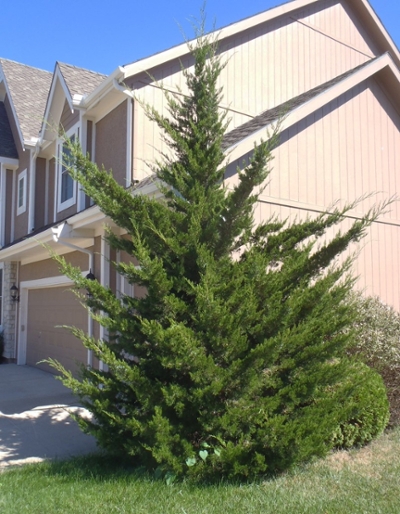 Juniperus virginiana, eastern red cedar