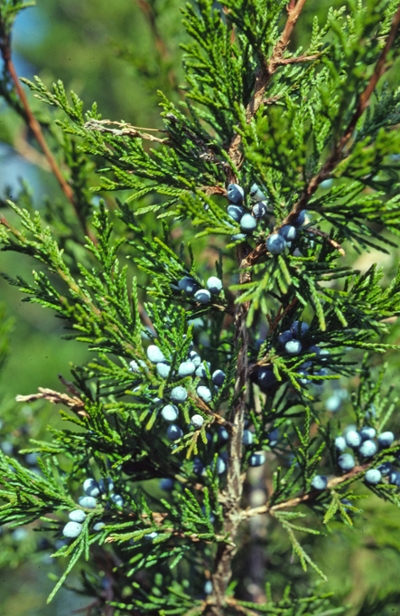 Juniperus virginiana, eastern red cedar