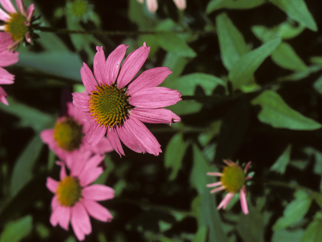 Kims knee high purple coneflower