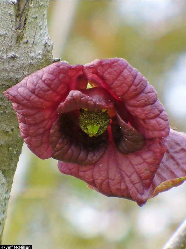 paw paw bloom