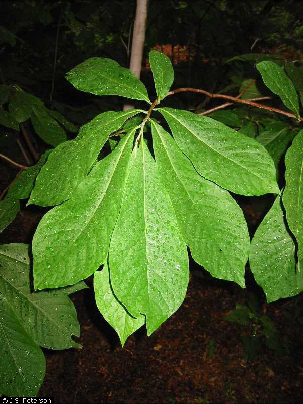 pawpaw leaves