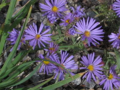 late purple aster