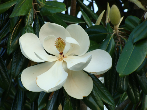 Image B - Magnolia grandiflora blossom
