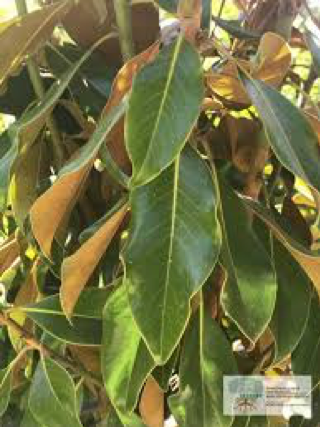 Image A - Magnolia grandiflora leaf