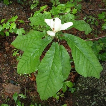 Image 1 - Magnolia macrophylla leaf