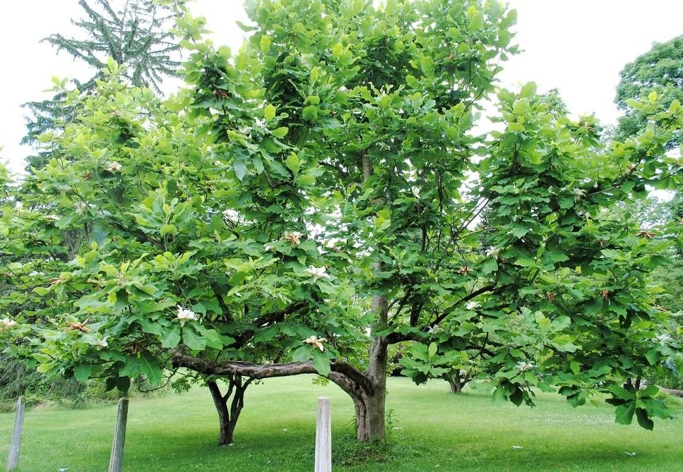 Image 2 - Magnolia macrophylla tree