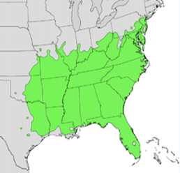 map of south eastern US where persimmon trees grow