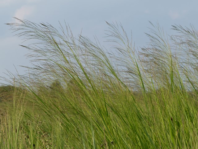 Northwind Switchgrass
