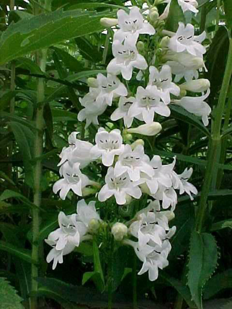 Penstemon digitalis