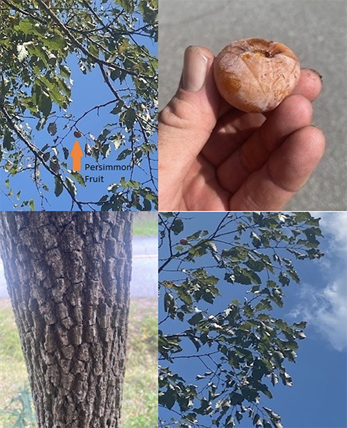 common persimmon tree bearing persimmon fruit