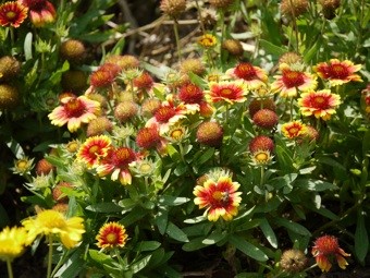 photo_kayla-pratt_gaillardia-pulchella.jpg