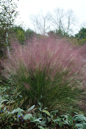 Pink Muhly Grass