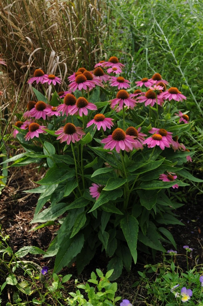 Echinacea purpurea ‘PowWow Wild Berry’