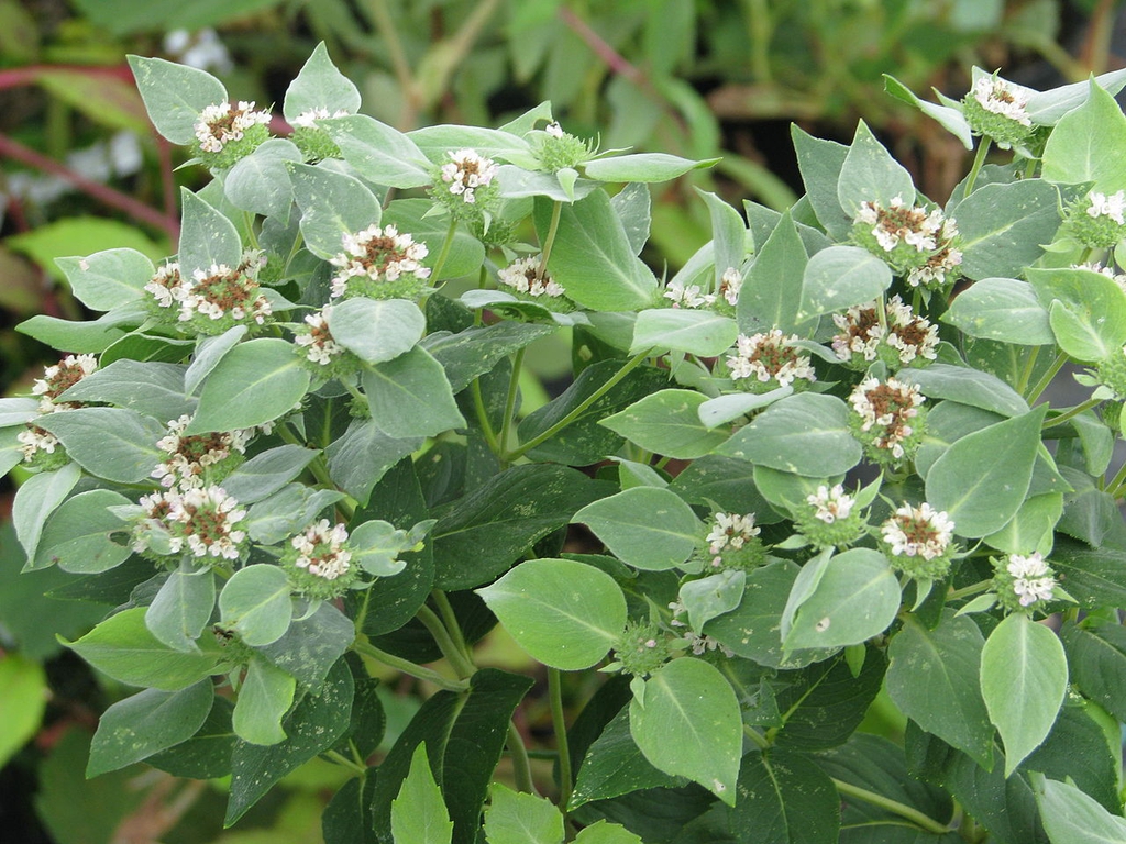 pycnanthemum muticum also known as Clustered Mountain Mint