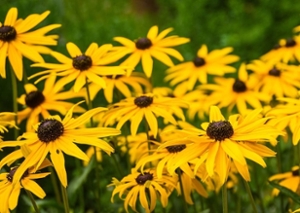 rudbeckia hirta