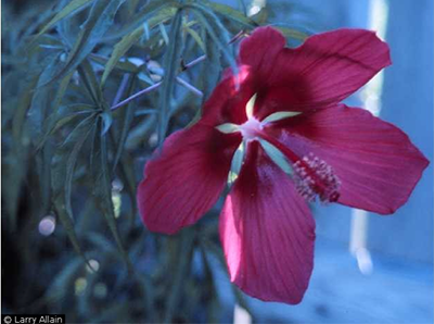 scarlet rose mallow