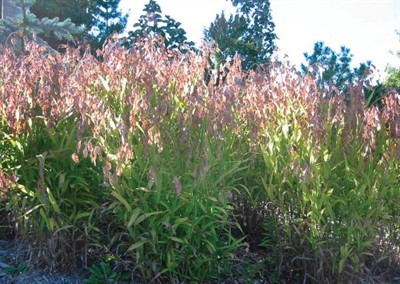 Sea Oats