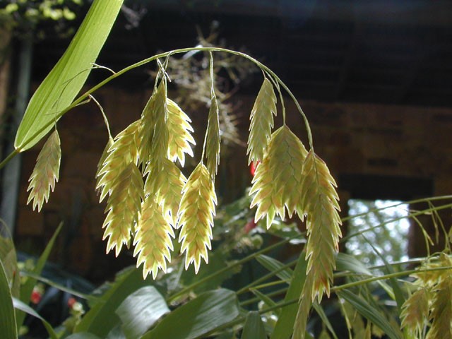 Sea oats