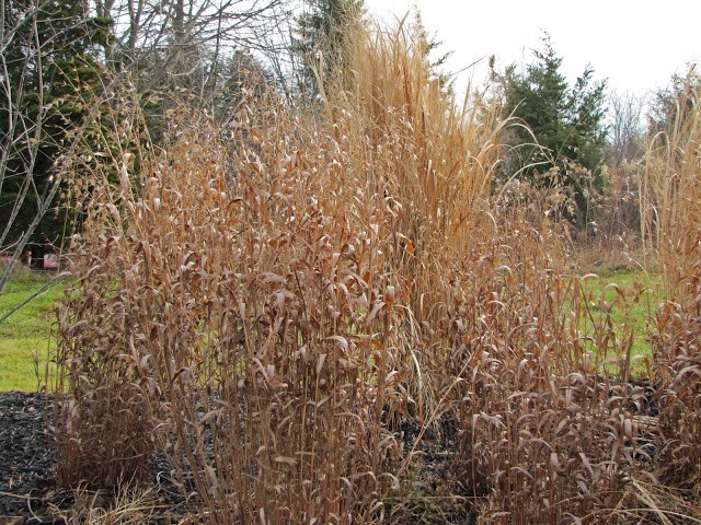 Sea oats