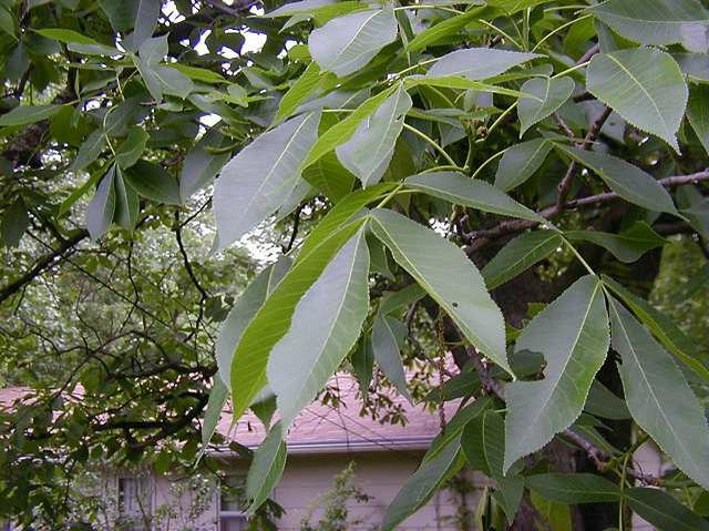 shagbark hickory