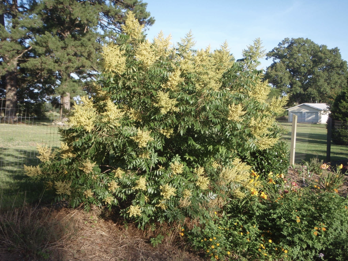 Shining sumac bush in bloom