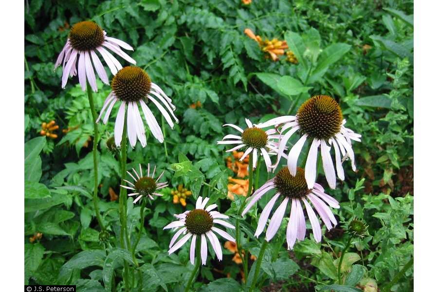 Smooth Purple Coneflower