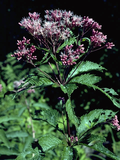 Spotted joe pye weed