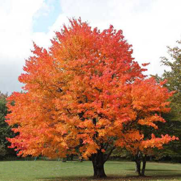 sugar maple