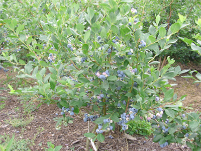 vaccinium corymbosum misty