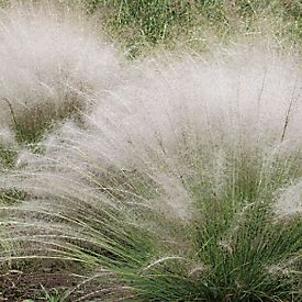 white muhly grass