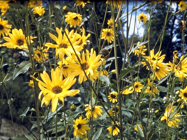 helianthus divaricatus