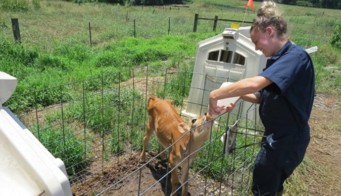 female student feeding a calf