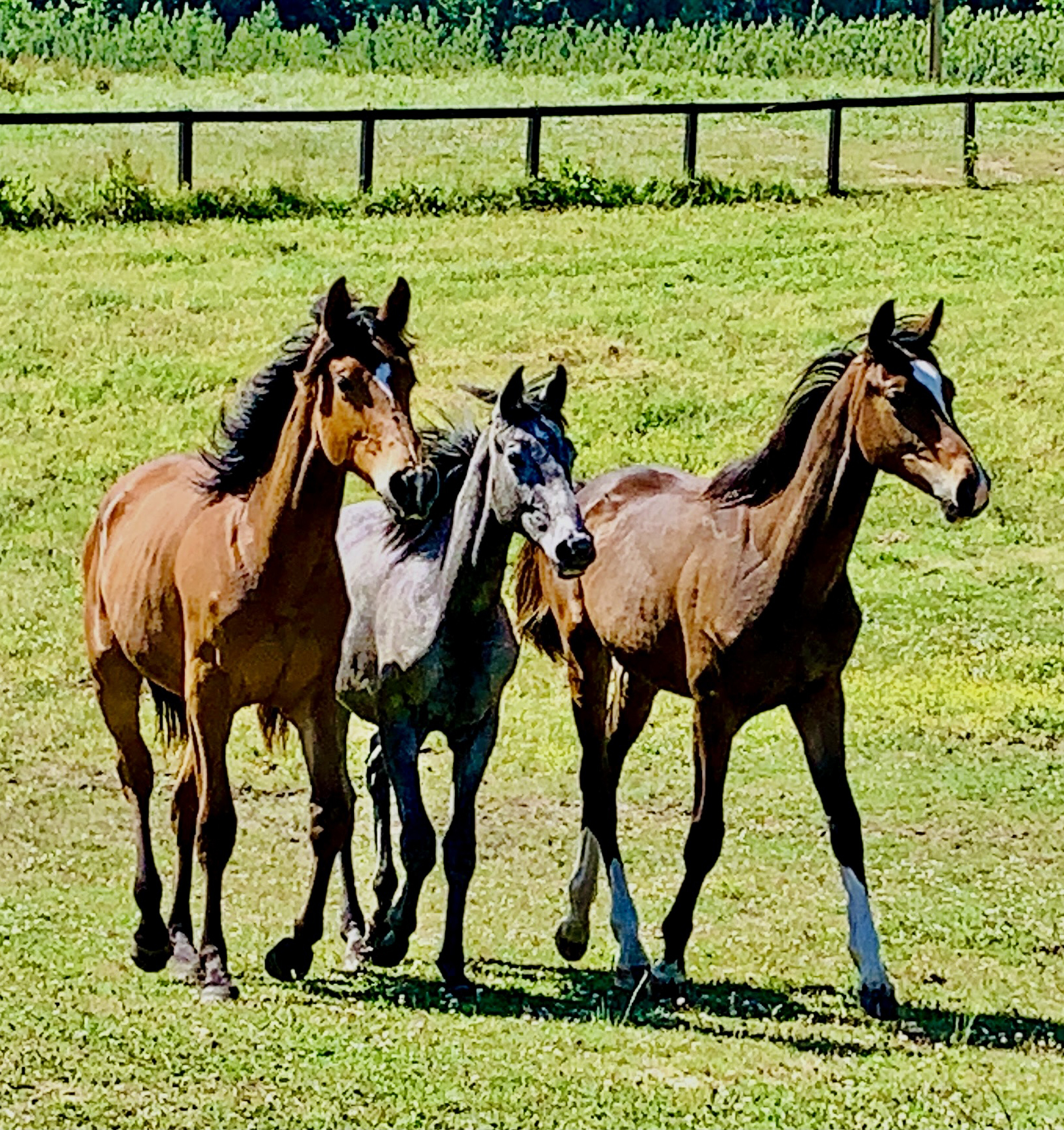 three horses trotting