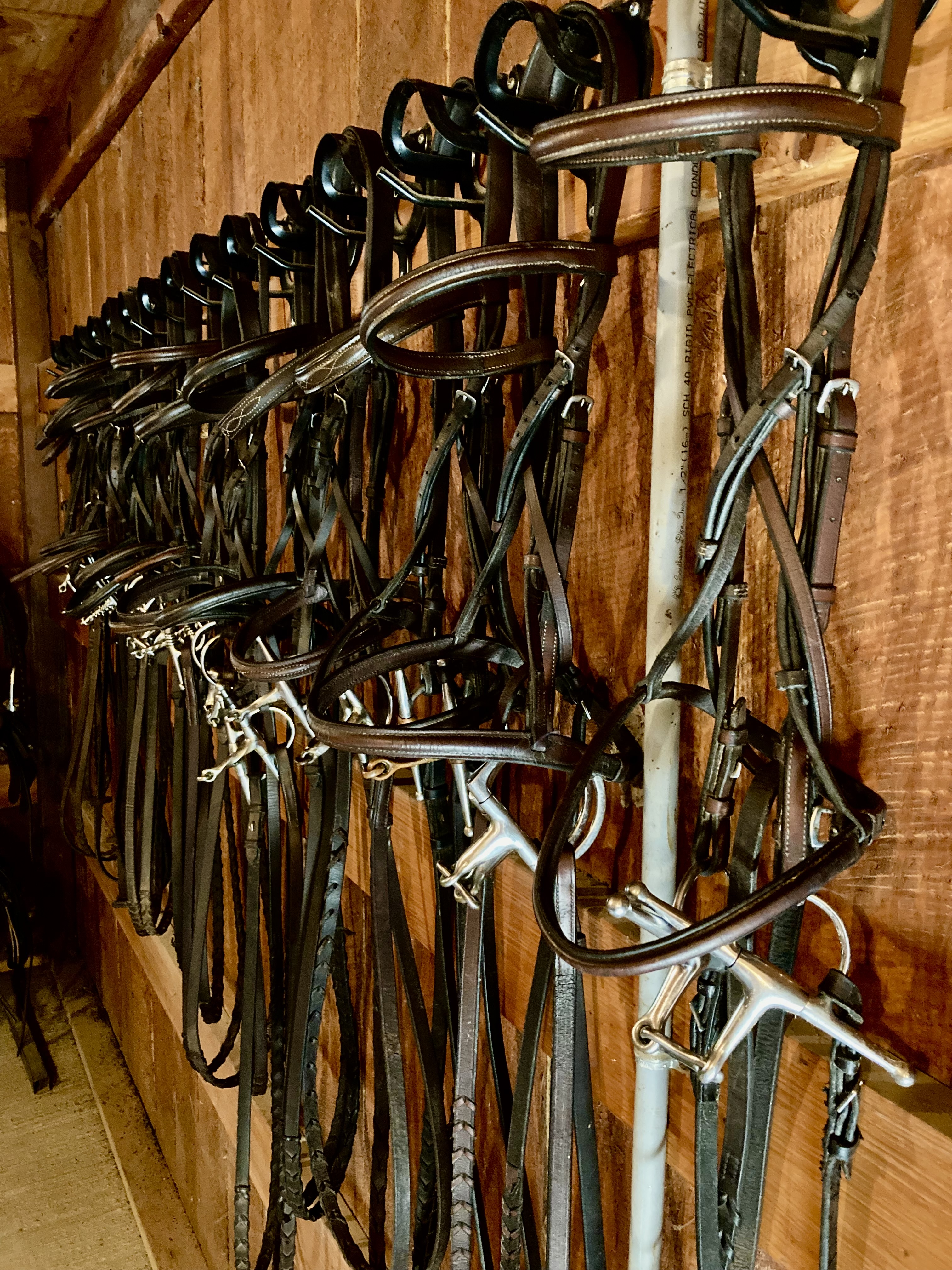 bridles hanging on wall