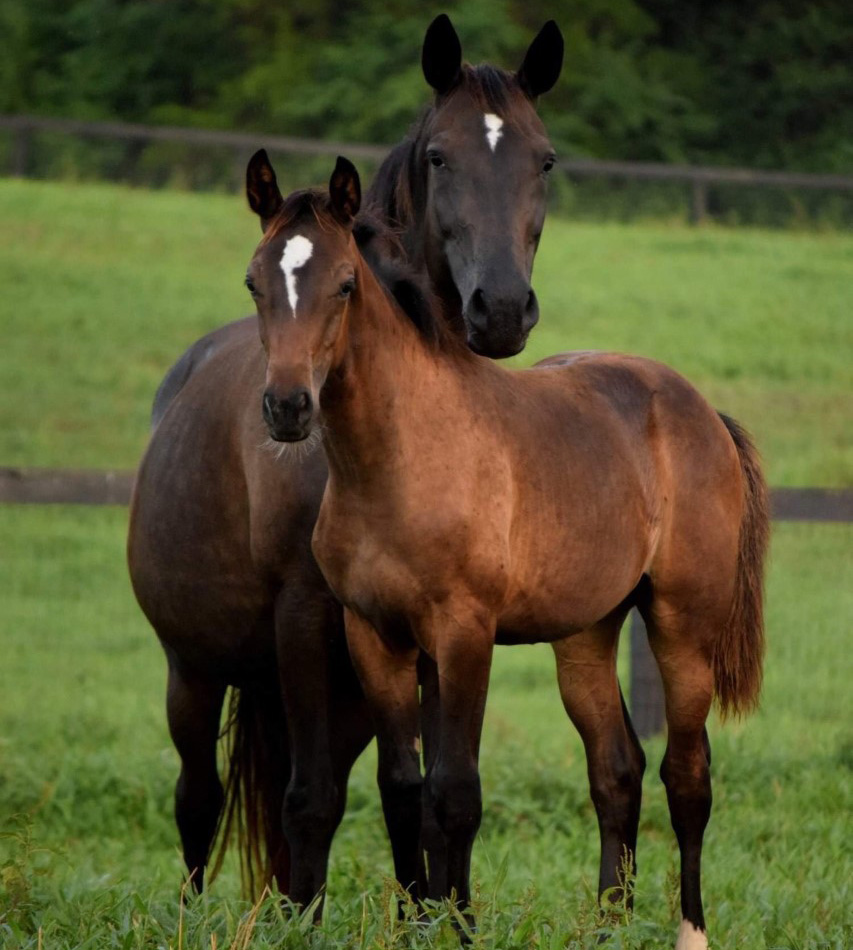 horses bunny alpha standing together in the grass