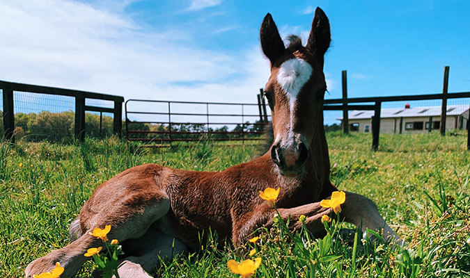 a cute brown foal laying in the grass on a sunny day