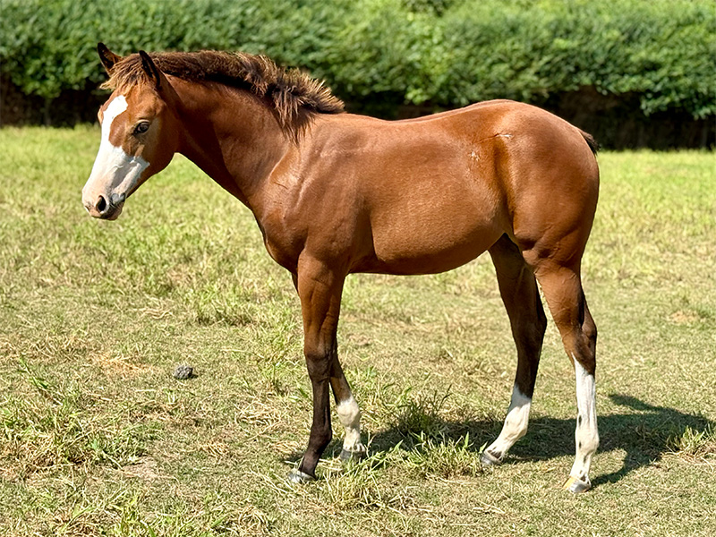 2025 AQHA/APHA Bay Filly