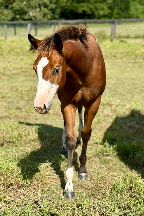 2025 AQHA/APHA Bay Filly