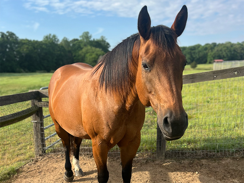 Kid Me Kid Me Not 2013 Bay AQHA Mare