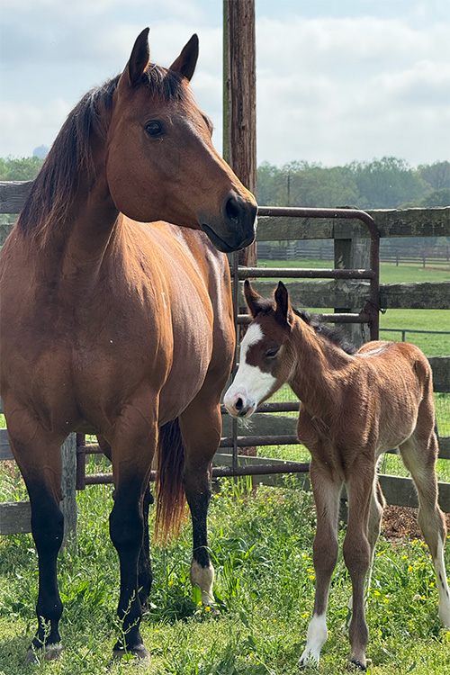Kid Me Kid Me Not 2013 Bay AQHA Mare