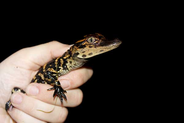 alligator being held