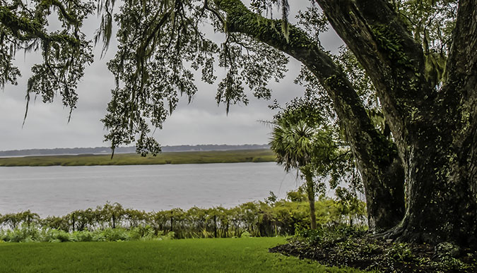 Beautiful mature tree in front of the marsh.