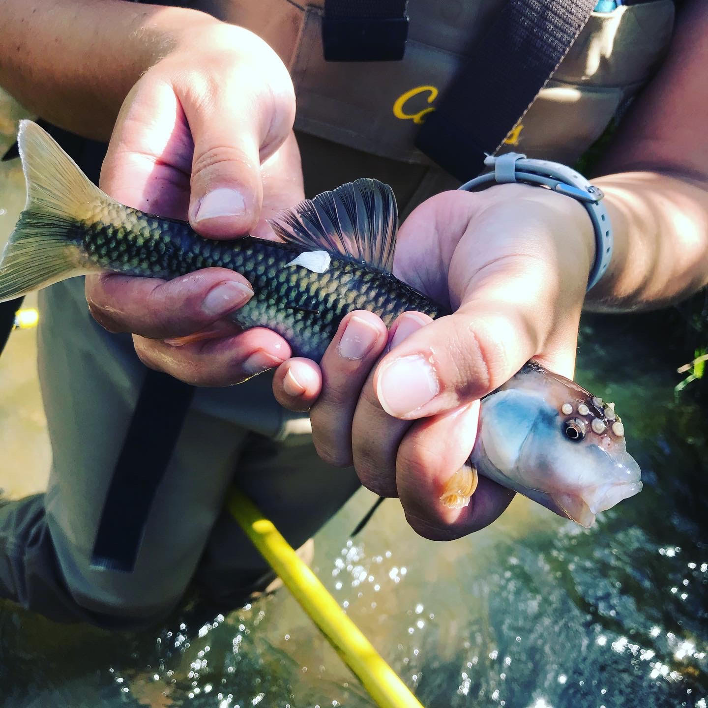 female holding a male bluehead chub captured in Todd's Creek