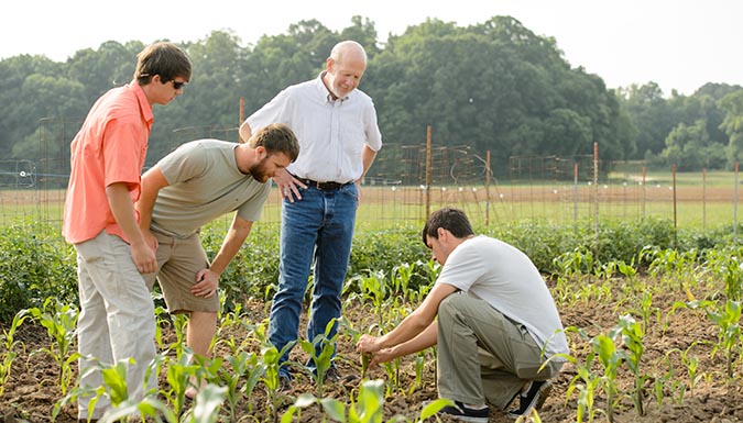 Dr. Kresovich in a field inspecting a crop with students