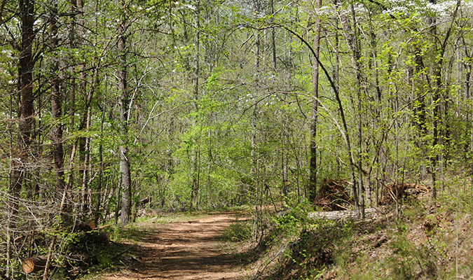 Wood forest in Clemson experimental forest