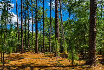 pine forest