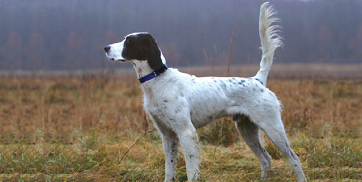 Photo of a pointer illustrating the “12 o’clock” tail position that Sara Beeland studied in her Creative Inquiry project.