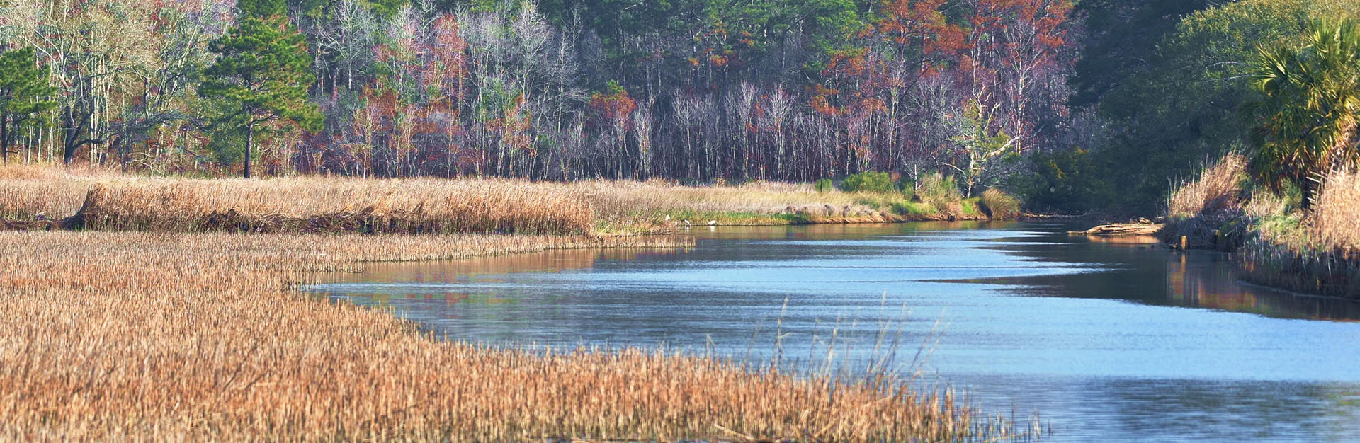 Scenic South Carolina Wetland
