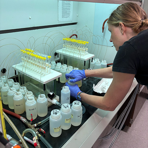Dorothy collecting samples