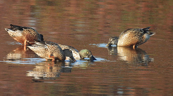 ducks in lake